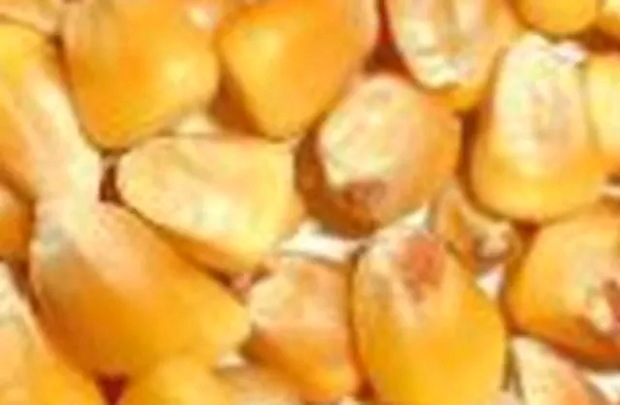 Кукуруза